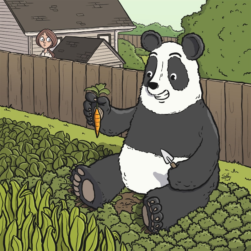 A very large giant panda is in a garden and is holding a carrot that they just pulled out of the dirt. In the background a neighbor woman is looking at the panda over the fence in shock.